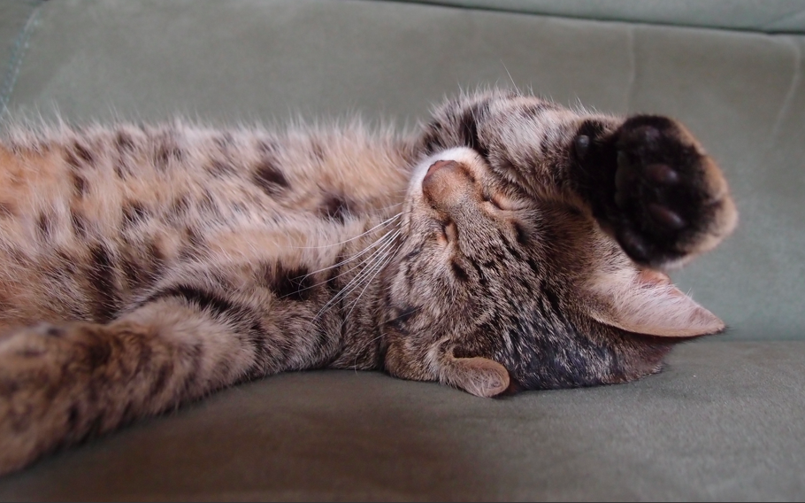 Chat qui dort sur un canapé